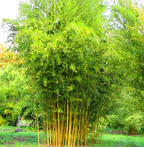 Бамбук филлостахис "Биссети" phyllostachys "BISSETII" С10 150-175