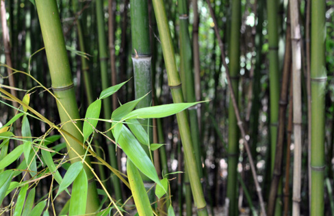 Бамбук филлостахис "Биссети" phyllostachys "BISSETII" С3 80-100