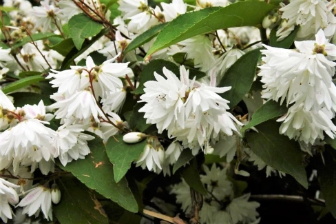 Дейция шершавая Deutzia scabra 'Plena' 40-60 см С5