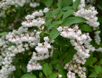 Дейция шершавая Deutzia scabra 'Plena' 30-50 см C2-C3