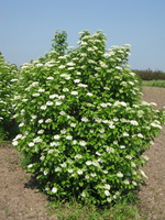 Калина пражская Viburnum 'Pragense' 40-60 см С3