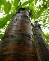 Береза черная Betula nigra 300-350 см 4-6 см грунт