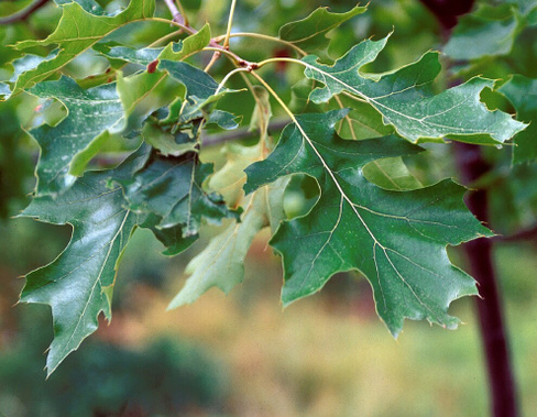 Дуб Quercus Rubra грунт 12-14