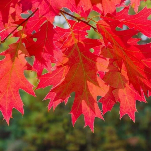 Дуб красный Quercus rubra 200-250 окс