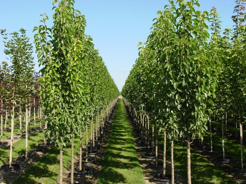 Груша Pyrus calleryana 'Chanticleer' 10-12 шпалера декоративная