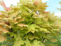 Клен Явор ложноплатановый Acer pseudjplatanus 'Worley' 500+ см грунт 20-25