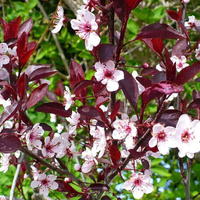 Слива растопыренная Prunus cerasifera 'Pissardii'