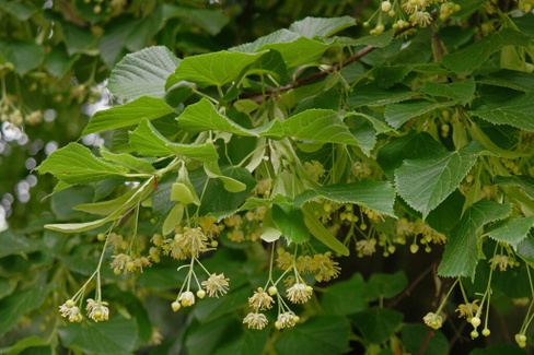 Липа Tilia cordata 'Greenspire' 800+ см