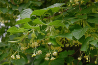 Липа Tilia cordata 'Greenspire' 800+ см