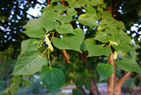 Липа крупнолистная Tilia platyphyllos 350-450 см грунт