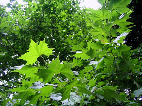 Платан Platanus Acerifolia 250-350 см грунт