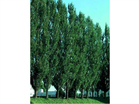 Тополь Populus Tremula 'Erecta' 400-600 cм, грунт