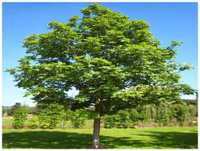 Ясень манный Fraxinus ornus 400-500 см грунт