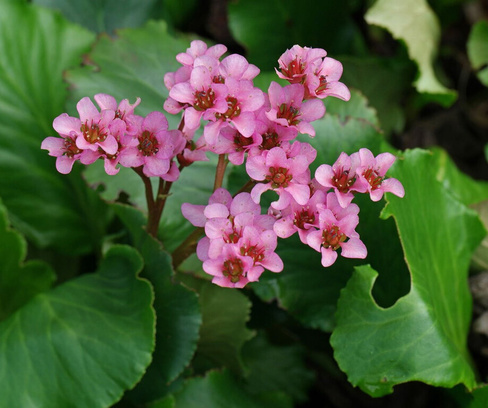 Бадан Bergenia Flirt С1,3