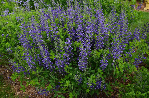 Баптизия Baptisia "Blueberry sunday"