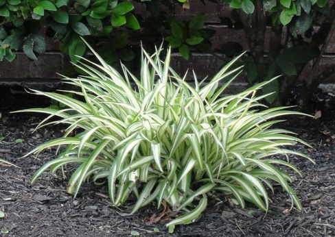 Лириопе Liriope "Aztec Grass"