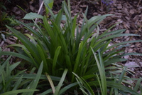 Лириопе Liriope spicata