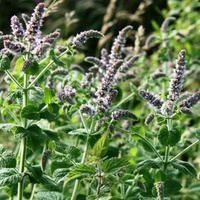 Мята Mentha spicata "Сrispa"