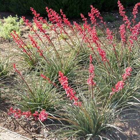 Юкка Hesperaloe PARVIFLORA Геспералое