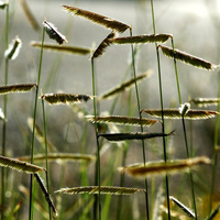 Бутелуа изящная Bouteloua gracilis С3