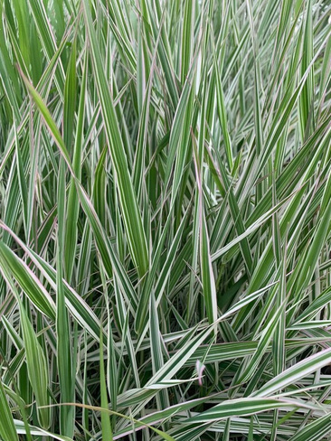 Канареечник тростниковый Phalaris arundinacea "Feeseys Form" С3