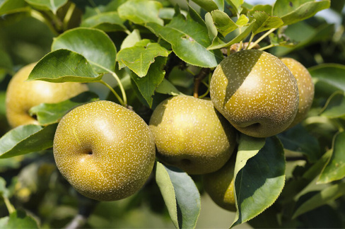 Груша Pyrus Pyryfolia Kumoi сорт плодовая