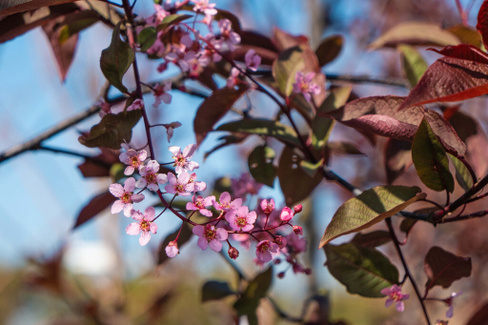 Черемуха Prunus Padus 450-500 см