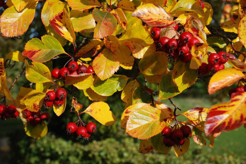 Боярышник сливолистный Crataegus prunitolia 350-400 см