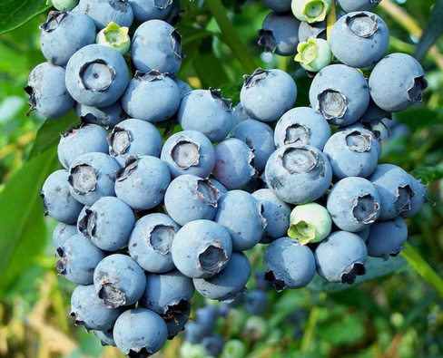 Голубика Vaccinium corymbosum "Bluecrop" С2