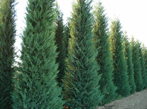 Купрессоципарис Cupressocyparis Leylandii 180-200 см