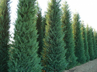 Купрессоципарис Cupressocyparis Leylandii 250-300 см