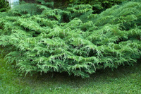 Можжевельник средний Juniperus pf "Mint Julep" 60-90 см