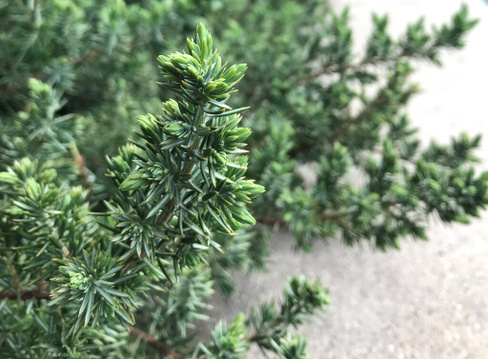 Можжевельник прибрежный Juniperus conferta "Blue pacific" С10