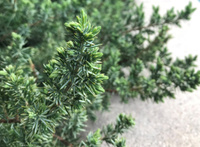 Можжевельник прибрежный Juniperus conferta "Blue pacific" С10