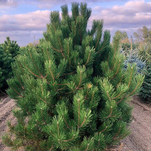 Сосна черная Крымская Pinus 220-250 см