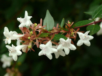 Абелия крупноцветковая Abelia Grandiflora "Pingt Pong" С3