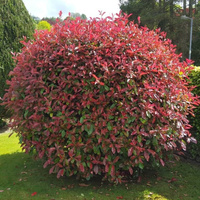 Фотиния Фразера Photinia fraseri "Red Robin" d 100-125 шар