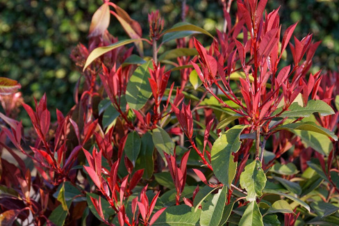 Фотиния Фразера Photinia fraseri "Red Robin" на штаме С15