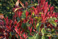 Фотиния Фразера Photinia fraseri "Red Robin" ВАЗА