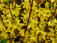 Форзиция Forsythia intermedia Lynwood 100-120 см С35 ARCO