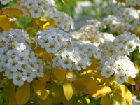 Спирея Вангутта Spiraea vanh. 'Gold Fountain' С5