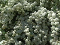 Спирея Вангутта Spiraea vanhoutte 150-180 см