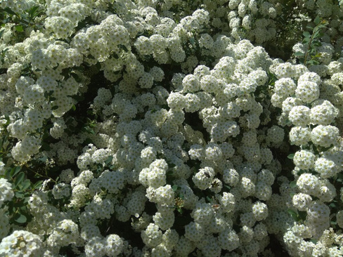 Спирея Вангутта Spiraea vanhoutte С5 - С7