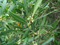 Филлирея узколистовая Phillyrea angustifolia С10