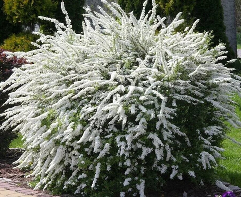 Спирея серая Spiraea cinerea 'Grefsheim' С3