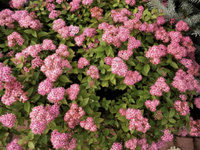 Спирея японская Spiraea jap. 'Little Princess', С3 h. 30-40см