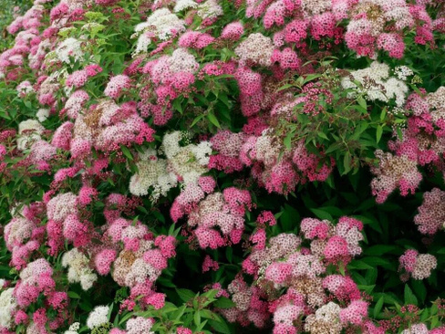 Спирея японская Spiraea japonica "Genpei" С2