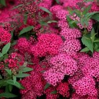 Спирея японская Spiraea jap. "Anthony Waterer" С2