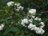 Снежноягодник доренбоза Symphoricarpos doorenbosii "White Hedge"