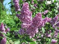 Сирень персидская syringa persica "Laciniata" 180-200, С20